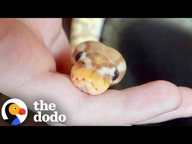 Tiny Ball Python Just Wants To Snuggle With His Mom | The Dodo