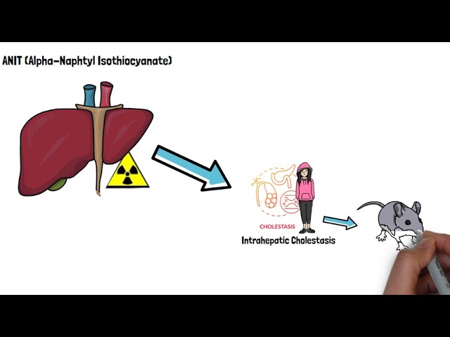 Effect of Different Ratios on ANIT-Treated CholestaticLiver Injury in Mice