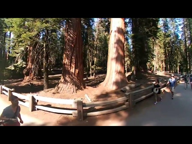 360° Sequoia National Park - 4K