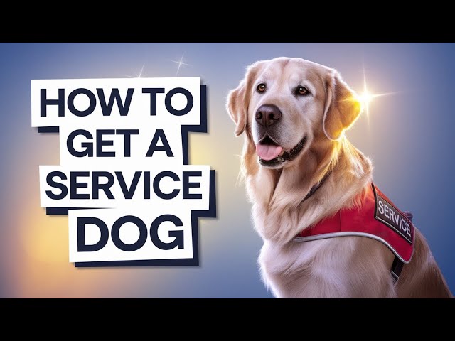 4 Ways to Get a Service Dog