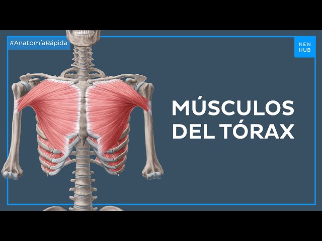 Músculos principales del tórax - Anatomía Fácil | Kenhub