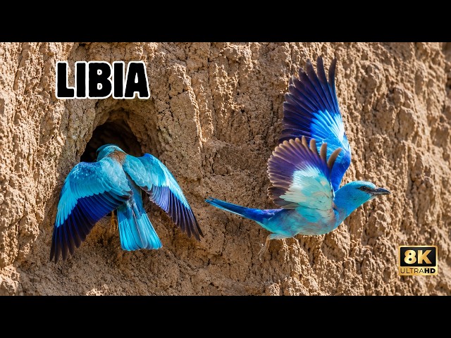 LIBYA: Paradise of Spectacular and AMAZING BIRDS | DOCUMENTARY Episode 3