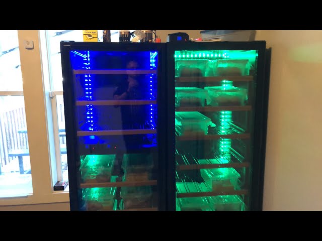 New Snake Incubation method