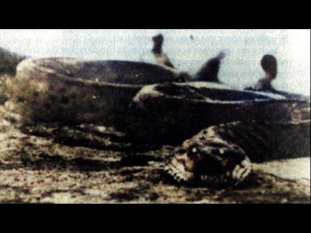 Photo Evidence of GIANT Snakes in South America