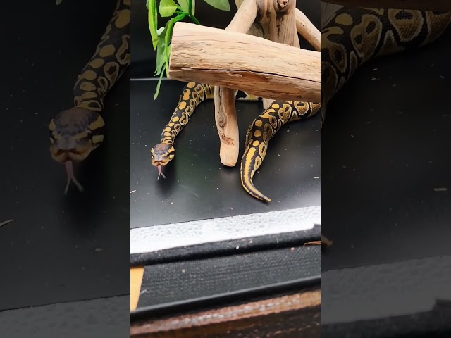 Ball Python Hatchling Checking Things Out #ballpython #snake #reptiles