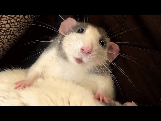 Woman brings home a rat and discovers he's just like a puppy