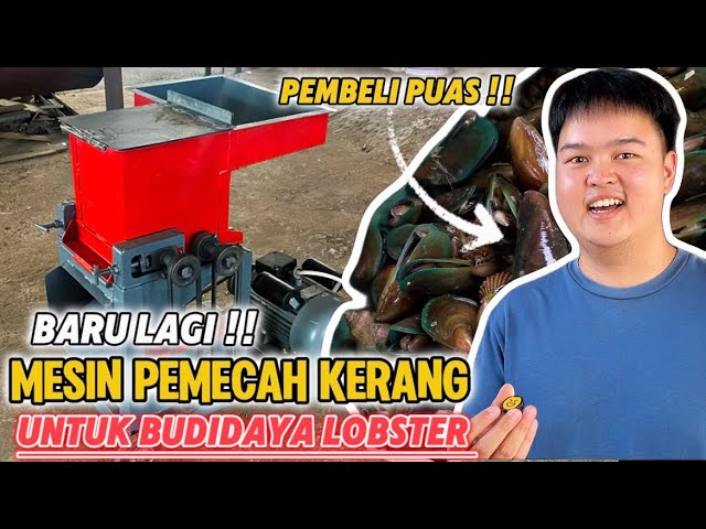 NEW ARRIVAL!! Reviewing the Shell Crushing Machine for Lobster Farming 🦞