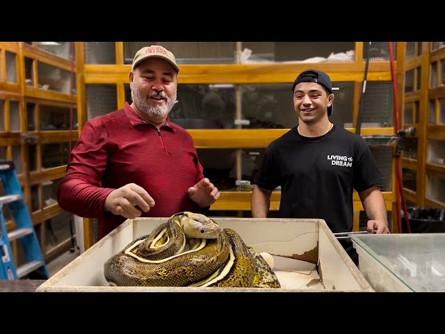 Giant Reticulated Python Lays Eggs! *CRAZY GENETICS*