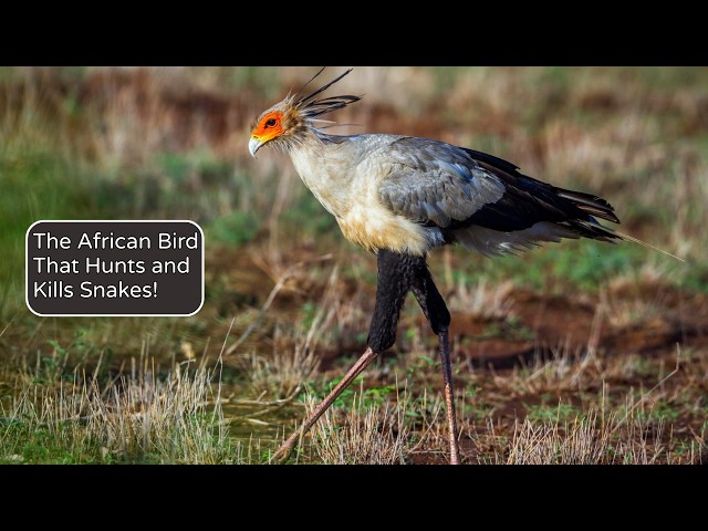 The African Bird That Hunts and Kills Snakes!