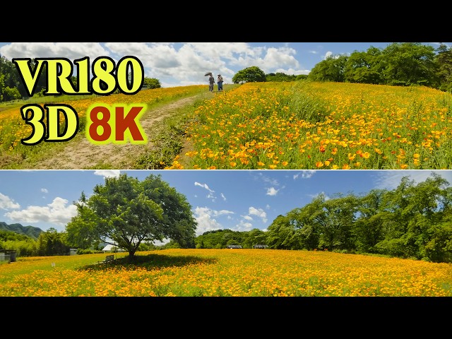 [ 8K 3D VR180 ] 長瀞 「花の里」（埼玉県秩父郡長瀞町）の「ハナビシソウ」（別名カリフォルニアポピー）
