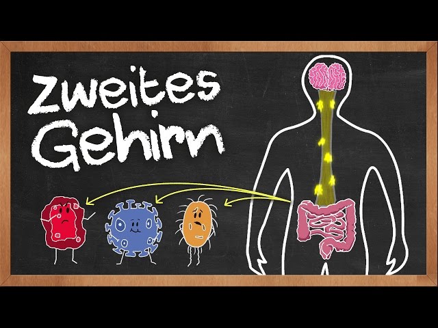 Unser zweites Gehirn