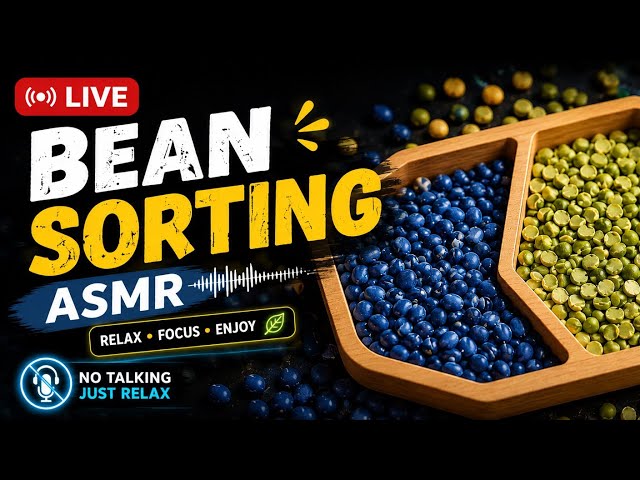 BEAN SORTING ASMR LIVE , Satisfying Sorting with Tweezers