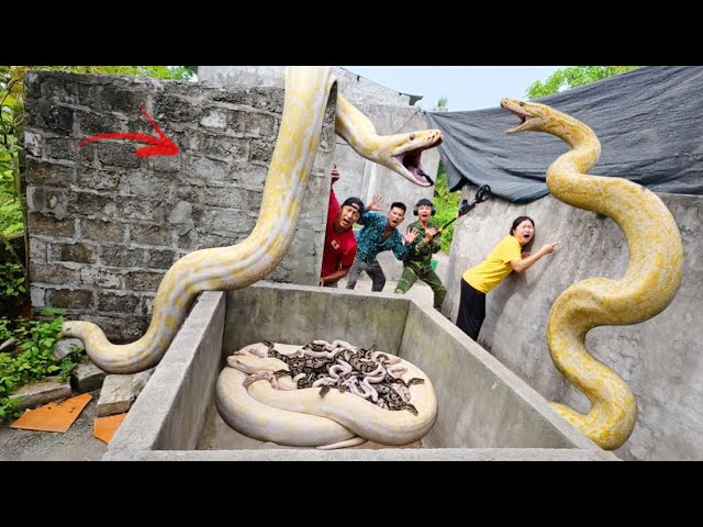 Brave soldiers used high-tech snake detectors to locate a giant python's nest