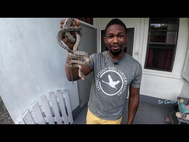 Wild Snake Rescue and Removal | Boas and Pythons | Non-venomous vs Venomous #4k #snake #wildlife