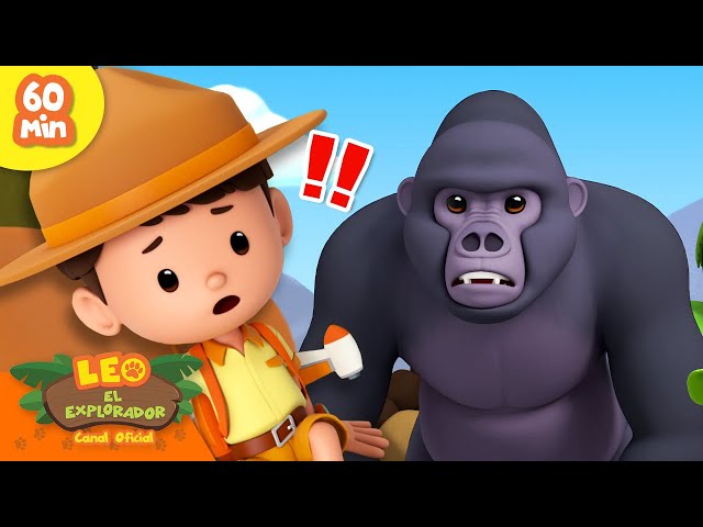 ¡El gorila de montaña se ha perdido! 🦍 | Animales en peligro de extinción | Leo, El Explorador