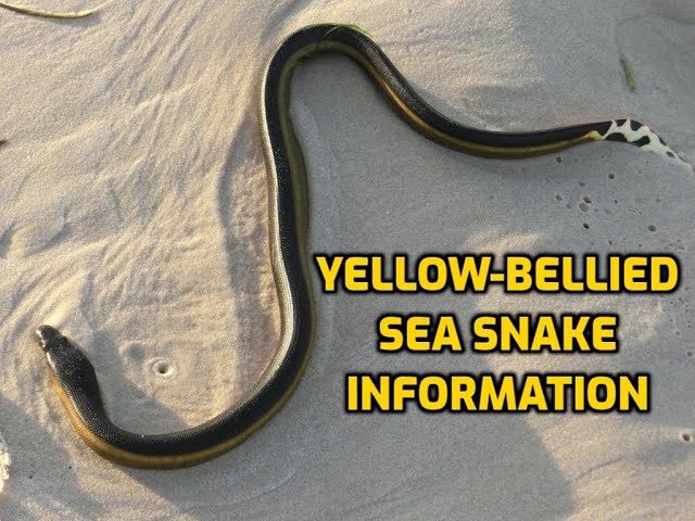 Yellow Bellied Sea Snake Information