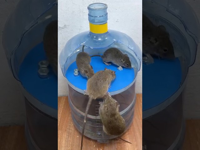 caer en la trampa/Las 10 mejores trampas para ratones del mundo #rat #pets