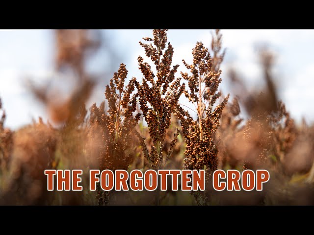 The Forgotten Crop