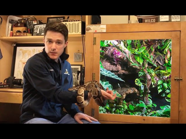 Enriched Bioactive Ball Python Vivarium Setup