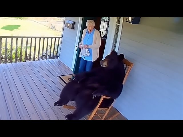 Bears Being Silly And It’s Hilarious Make You Won’t Stop Laughing 😁
