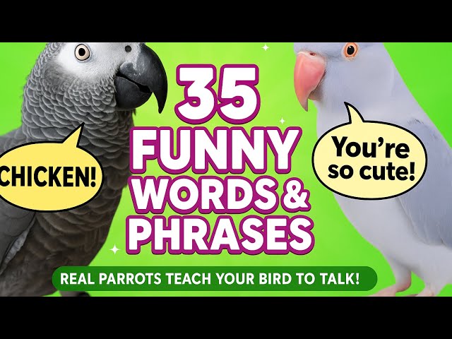 35 Funny Common Parrot Words & Phrases | African Grey & Ringneck Talking Compilation Tutorial 