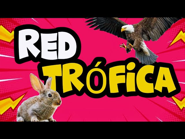 The FOOD WEB and trophic levels: PRODUCERS, CONSUMERS AND DECOMPOSERS
