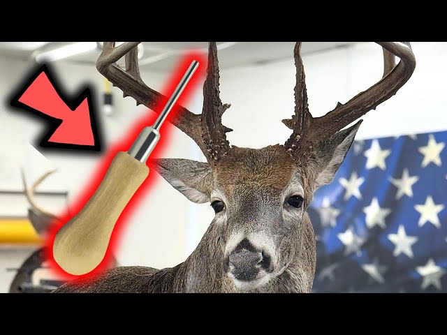 This WEIRD Taxidermy Tool ADDS Hours Back to your Life!