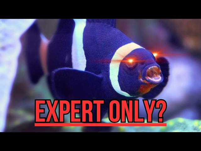 Top 10 Hardest Saltwater Fish to Keep