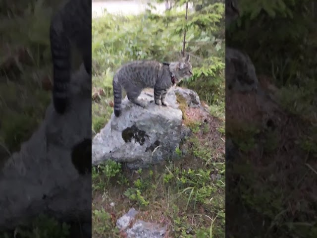 Cassi - the secret forest guard cat. Cat with GPS.