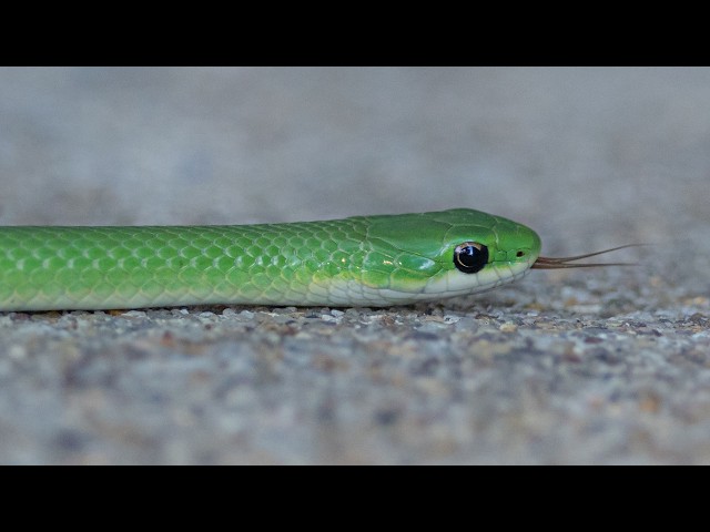 Snakes That Call North Dakota Home - NDGF - 08-17-2026