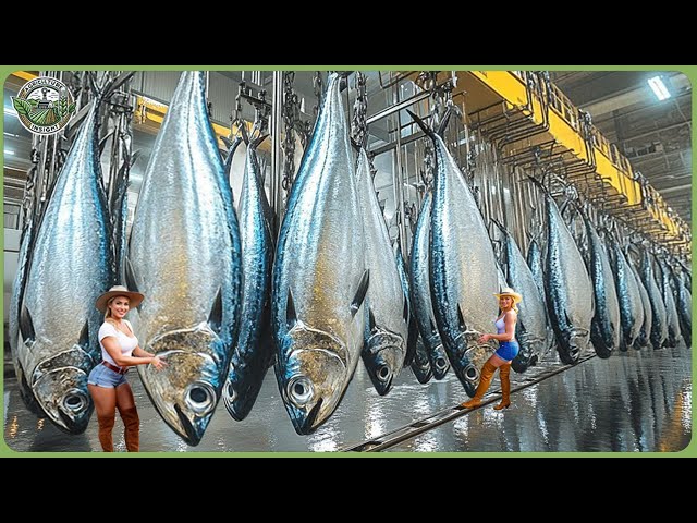 How Million Tons of Mackerel Are Processed – Amazing Mackerel Harvesting