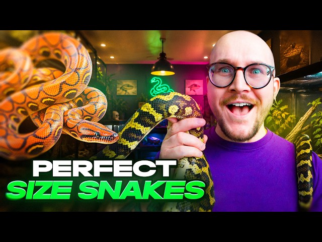 Top 5 Perfect Sized Pet Snakes