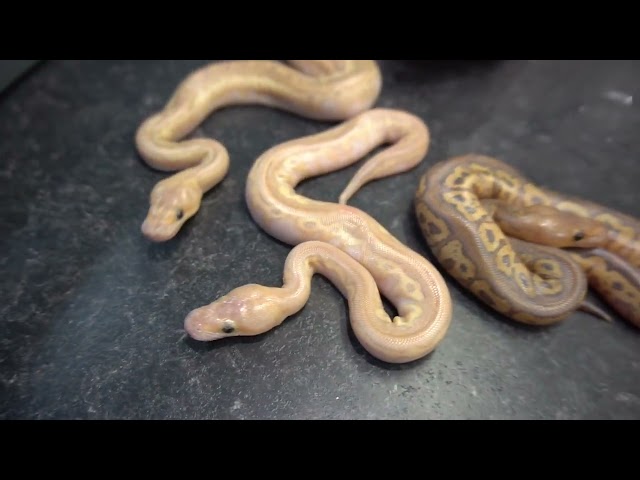 DARREN HITS THE HYPO JACKPOT!