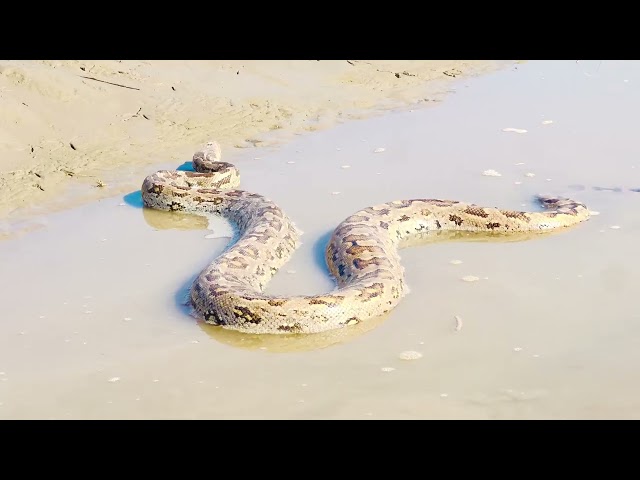 Giant Python Washed in by Flood – Terrifying Discovery 