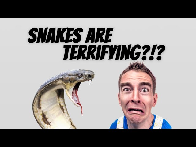 Why Are Snakes So Feared? And Why They Shouldn’t Be