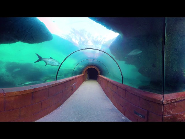 Atlantis Predator Tunnel in 360 degrees