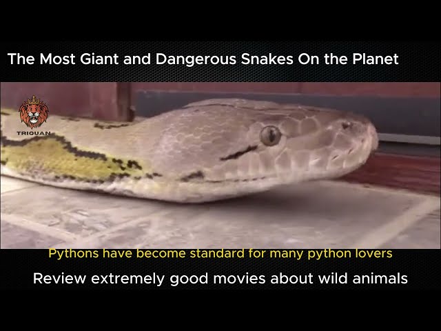 The MOST Giant and DANGEROUS Snakes On the PLANET 🌏 #animals #wildanimalfacts #facts #video