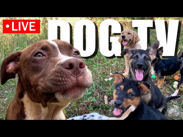 🔴 Dog TV 🐶 All-Day Anti-Anxiety & Boredom Busting Videos for Dogs 🐶Calming Music to Help Dogs Sleep