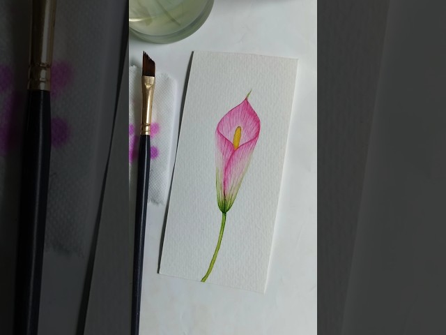 Watch Me Paint a Pink Calla Lily | Watercolor flower painting|#watercolorpainting #art  #floralart