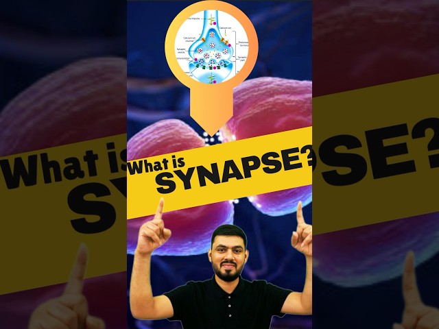Synapse || What is Synapse || Synapse kise kahte hai || #synapse #biology #shorts #neurology