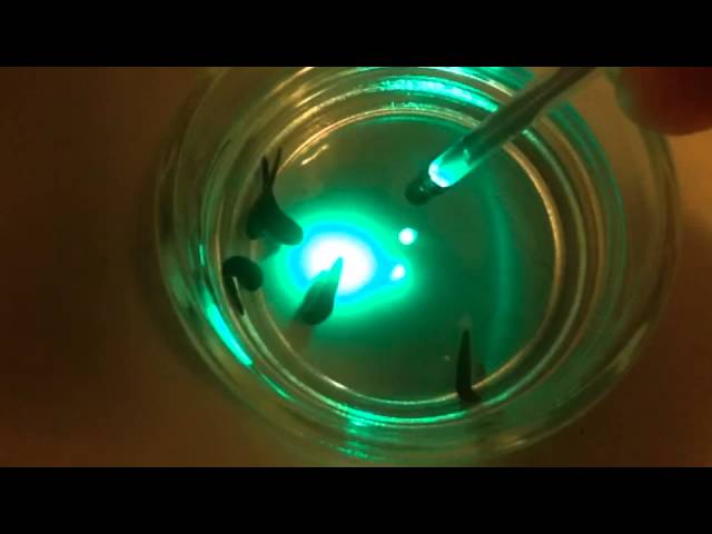 Medicinal leeches (Hirudo) visually detect both green and ultraviolet (UVR) light.