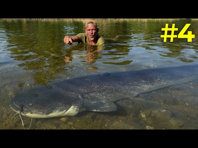Is this the KING of the RIVER? | In search of the XXL MONSTER CATFISH in the small river Part 4
