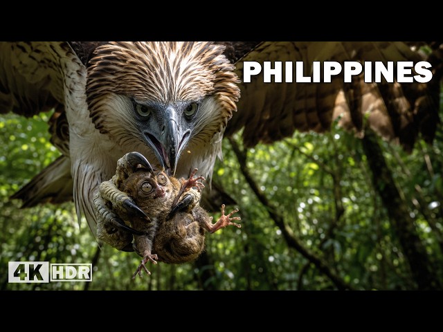 WILD PHILIPPINES | Strange Creatures Hidden in the Tropical Jungle | Nature Animal Documentary