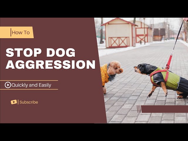 How to stop Dog Aggression quickly And easily - In a few steps!