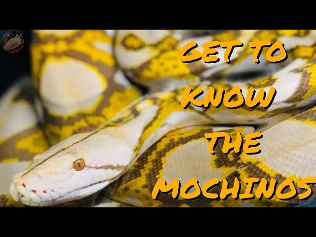 What Happens When You Cross Mocha Pythons With Albinos? - Genetics Lessons with Wildfire Retics