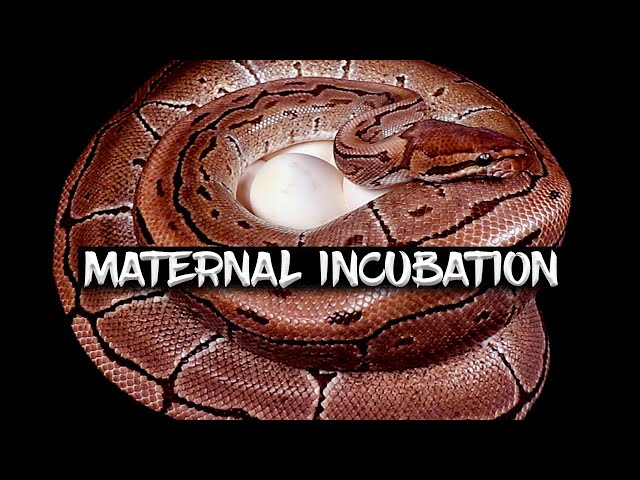 The Pros and Cons of Ball Python Maternal Incubation