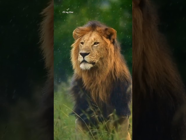 Cinematic Wildlife: The Beauty of Animals 💕🥰 #shorts #animals #peakyblinders