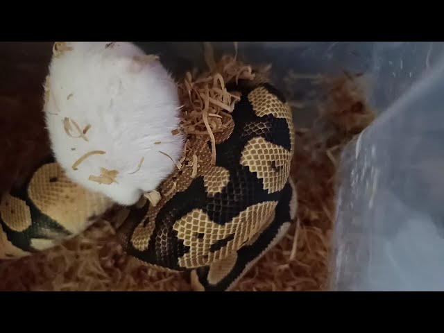 Fire Orange Dream Ball Python Coiling | TBH Hamster Reaction