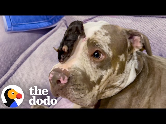 Pit Bull's Best Friend Is Tiny Mouse | The Dodo