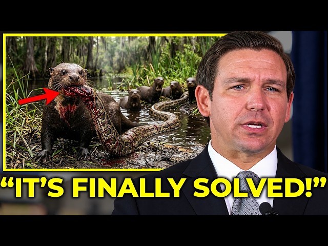Biologists Finally Revealed What Giant River Otters Could Do to Florida’s Pythons - And it's Wild